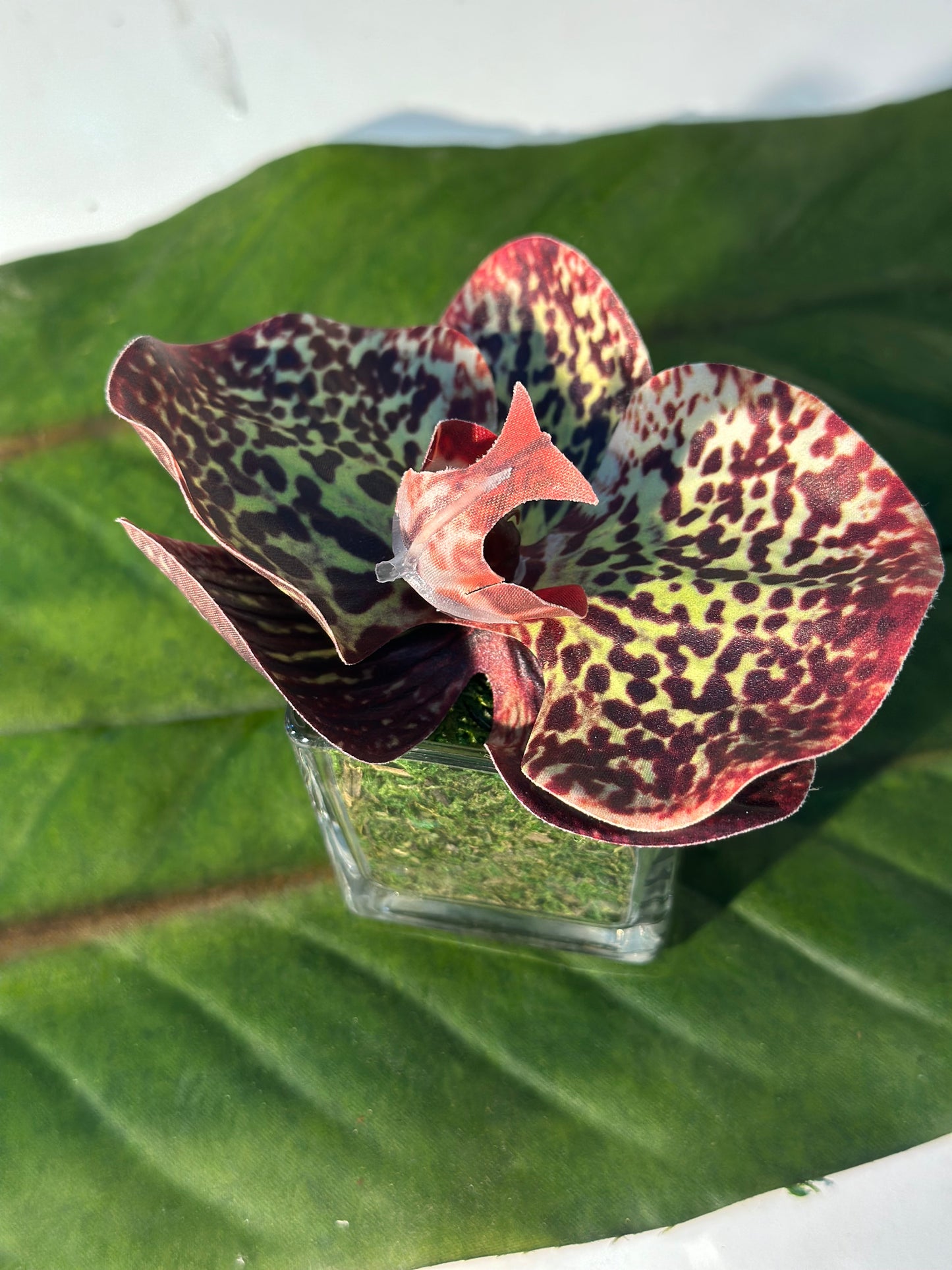 Tray Mini maroon & green orchid