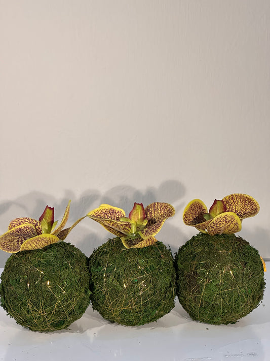 3 mini moss balls with yellow & maroon orchid