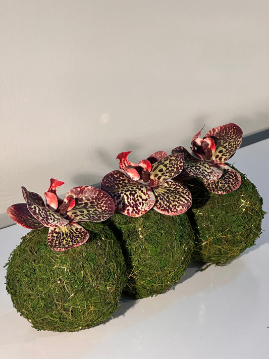 3 mini moss balls with maroon & green orchid