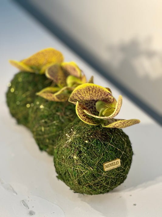 3 mini moss balls with yellow & maroon orchid