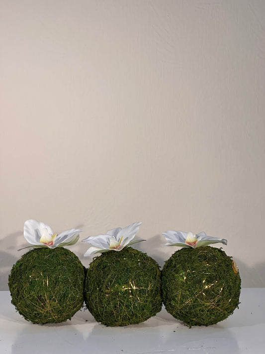 3 mini moss balls with white orchid